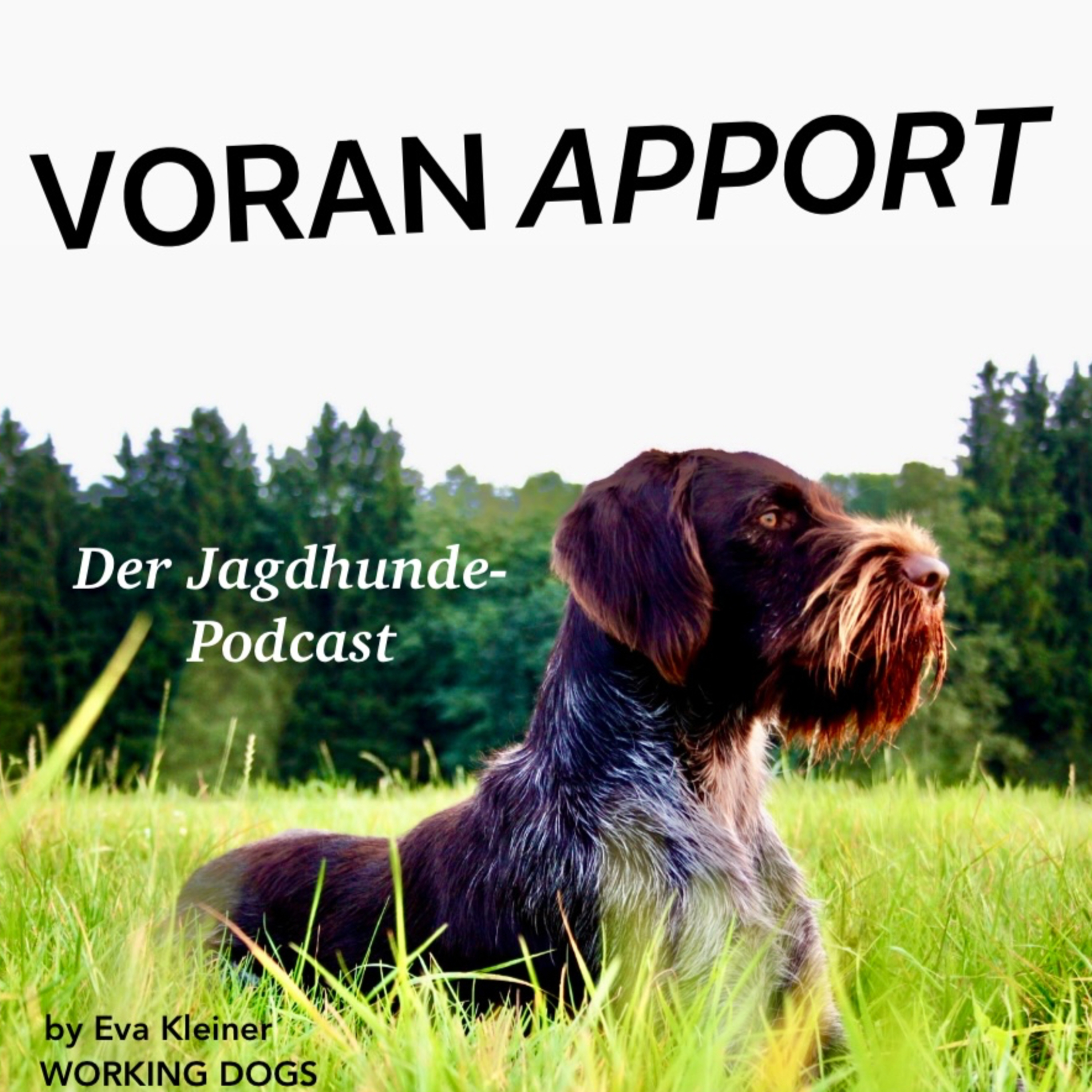 VORAN APPORT